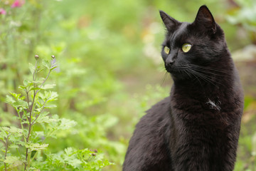 Beautiful bombay black cat portrait with yellow eyes  in nature, copyspace. Сat is looking in the left	