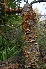 Fungi growing on a tree on Bodmin Moor