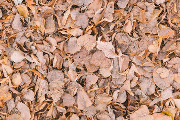 texture of autumn foliage with trees on the ground in a park