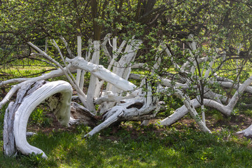 Rural landscape - the apple tree (Yablunya-colony) grows in the form of a bush, the tree is a...