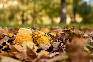 Different varieties of pumpkins lie on autumn leaves.