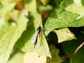 Phaenolobus terebrator ou mouche ichneumon