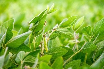 Fototapeta premium Rural landscape - field the soybean (Glycine max) in the rays summer sun, closeup