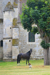 Horse and dog standing  near old medieval castle