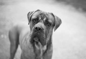 English mastiff dog looking at you. Animal portrait, black and white.
