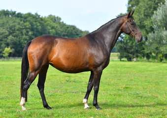 Naklejka na ściany i meble Dark bay horse exterior. Horse standing in the field sideways. 