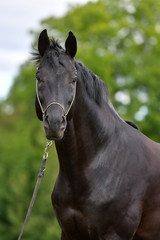 Obraz premium Czarny koń hanowerski w pokazie kantara stojącego w polu. Portret zwierząt z bliska.