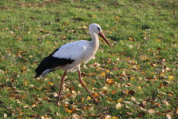 A stork walks across the field in the fall and seeks prey.