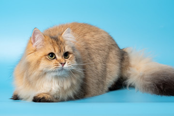 Plakat Cute British Longhair cat