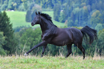 Fototapeta na wymiar Black hannoverian horse running in the field near forest in summer. Animal in motion.