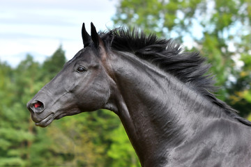 Fototapeta na wymiar Black hannoverian horse running in the field. Animal portrait in motion.