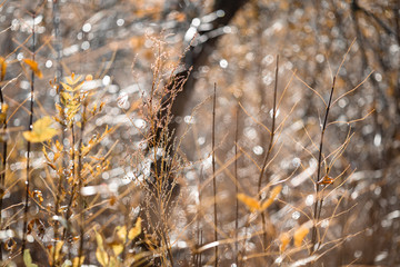 autumn leaves on a blurred background with bokeh
