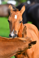 Two young brown akhal teke foald scratching each other. Animal portrait close up.