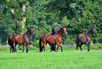 Herd of akhal teke breed mares running in the green pasture in summer. Animals in motion.