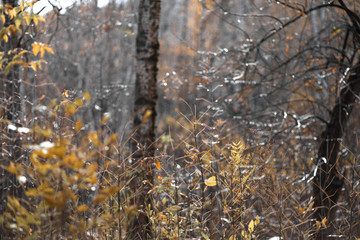 autumn forest after rain on blurred background with bokeh