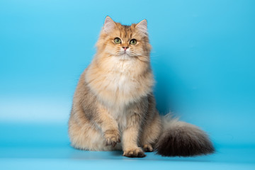 Cute British Longhair cat