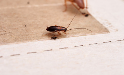A cockroach stuck to sticky paper. Home of the harmful insect.