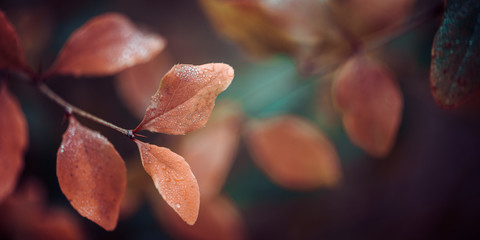 Blurred and soft autumn background. Autumn leaves against blurry tree branches, soft focus, bokeh.	