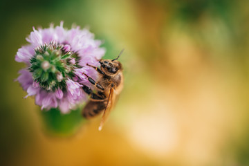 Bee licking nectar, the drink of the gods, from a mint flower in late summer, while the sun is rising.