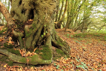 Mächtiges Wurzelwerk