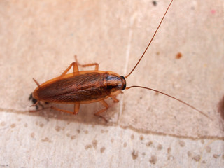 A cockroach stuck to sticky paper. Home of the harmful insect.