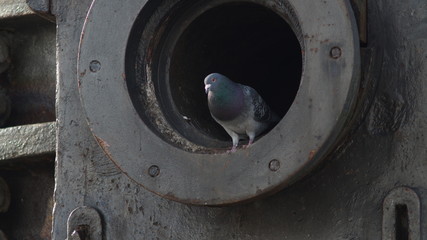 Tauben auf Thomas-Birne