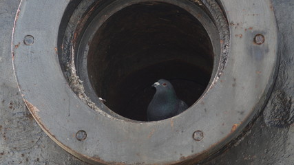 Tauben auf Thomas-Birne