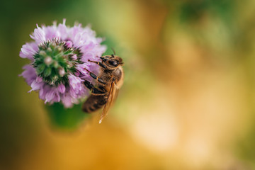 Bee licking nectar, the drink of the gods, from a mint flower in late summer, while the sun is rising.
