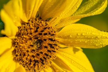 Morgentau Spinnennetze Blumen