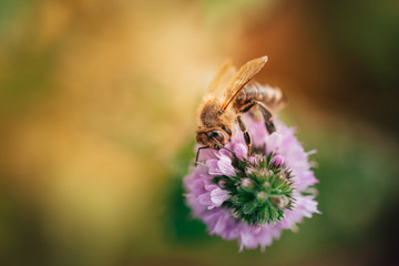 Bee licking nectar, the drink of the gods, from a mint flower in late summer, while the sun is rising.