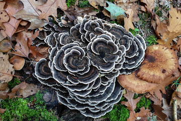 Trametes versicolor also known as Coriolus versicolor and Polyporus versicolor