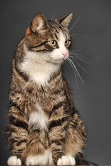 brown with white and stripes chic cat on a gray background