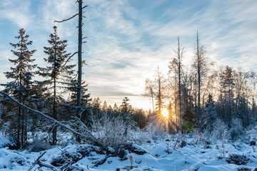 Magic sunset at winter forest: old cutting and new fresh are covered by fresh soft white snow. Sun goes down between trees, half clear skies, sun rays. Gold colors. Northern Sweden, copy space