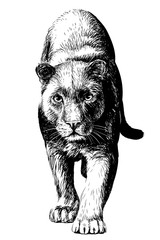Panther. Graphic, sketchy, black and white portrait of a walking panther on a white background.