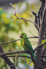 Plain parakeet