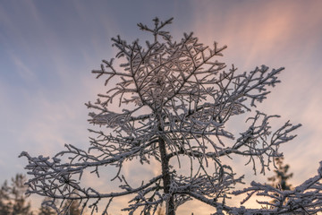 Tops of very young pine trees, just 2-3 meters high covered by fresh soft white snow. Sun goes down right now, half clear skies. Gold, white and rose colors. Northern Sweden