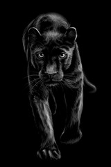  Panther. Artistic, sketchy, black and white portrait of a walking panther on a black background.