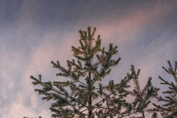 Tops of very young pine trees, just 2-3 meters high covered by fresh soft white snow. Sun goes down right now, half clear skies. Gold, white and rose colors. Northern Sweden
