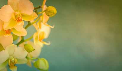 Orchidee, Orchideenblüten - Orchid, orchid flowers