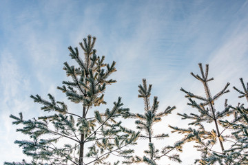 Tops of very young pine trees, just 2-3 meters high covered by fresh soft white snow. Sun goes down right now, half clear skies. Gold, white and rose colors. Northern Sweden