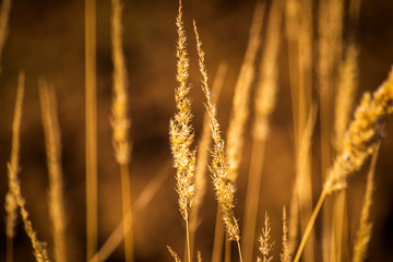 Obraz premium Dry yellow plants on a meadow in autumn