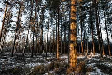 Forest become dark when sunset is over, just few trees illuminated left - old and new, fresh white snow. Northern Sweden, copy space