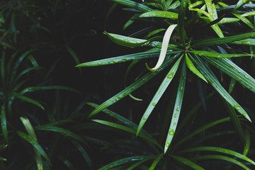 green plant after rain