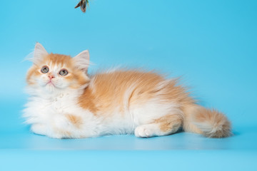 Cute British Longhair cat