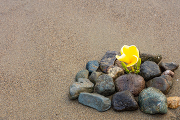 Spa - Natural Alternative Therapy With Massage Stones And Waterlily In Water