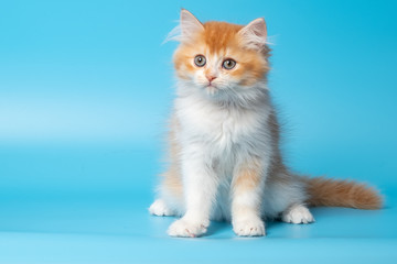 Cute British Longhair cat