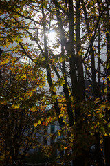 sun through tree in autumn