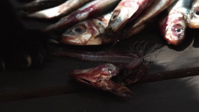 zampa di gatto siamese che sposta lisca di pesce