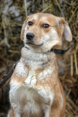 scuffed light brown dog half-breed on a background of hay