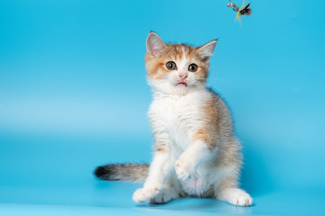 Cute British Longhair cat